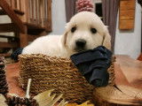 Chiots Golden Retrievers LOF à réserver