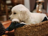 Chiots Golden Retrievers LOF à réserver