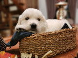 Chiots Golden Retrievers LOF à réserver