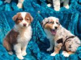Chiots Bergers Australiens LOF queue longue à vendre