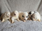 13 chiots Montagne des Pyrénées LOF, 5 mâles et 8 femelles de septembre 2025 à réserver