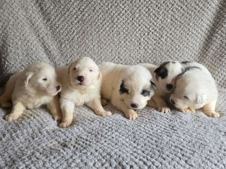 13 chiots Montagne des Pyrénées LOF, 5 mâles et 8 femelles de septembre 2025 à réserver