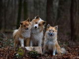 6 chiots Bergers Islandais LOF de septembre 2025 à réserver