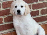 1 chiot mâle Golden Retriever LOF d'août 2025 à vendre