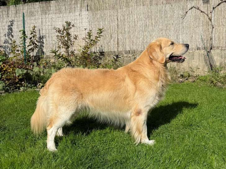 Mâle Golden Retriever LOF disponible pour saiilie