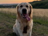 Mâle Golden Retriever LOF disponible pour saiilie