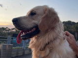 Mâle Golden Retriever LOF disponible pour saiilie