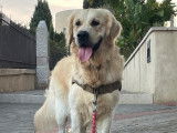 Mâle Golden Retriever LOF disponible pour saiilie