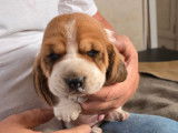 1 chiot mâle Basset Hound LOF à réserver