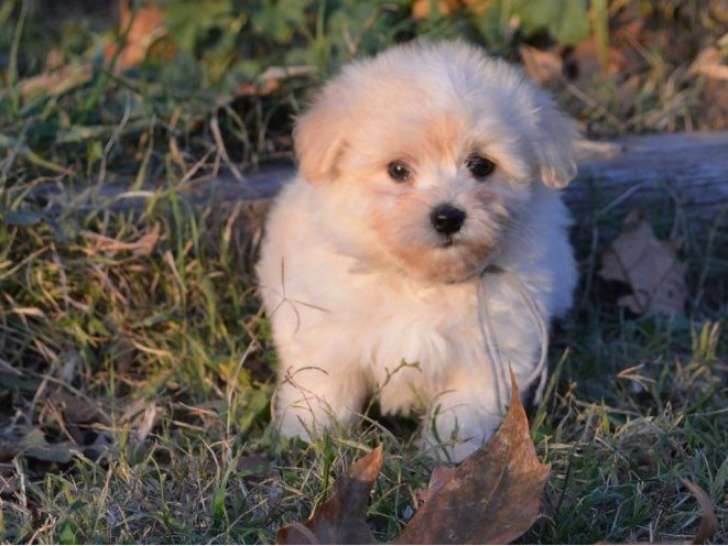 Des chiots Cotons de Tuléar LOF à vendre