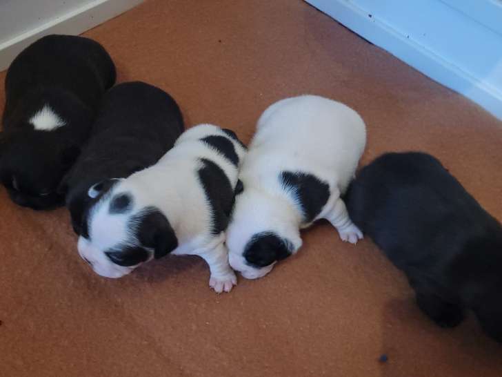 Chiots Bouledogue Français à vendre