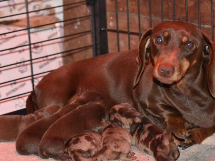6 chiots Teckels Nains LOF, 4 femelles et 2 mâles d'octobre 2025 à réserver