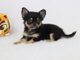 4 chiots mâles Chihuahuas LOF à poils longs à vendre