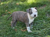 10 chiots American Staffordshire Terriers LOF, 5 mâles et 5 femelles à réserver
