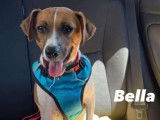 Bella, chienne de type Jack Russel à adopter en association