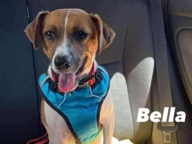 Bella, chienne de type Jack Russel à adopter en association