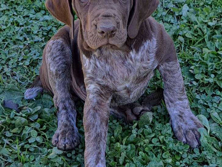 Chiot mâle Braque Allemand à vendre