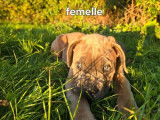 2 chiots Cane Corso LOF, 1 mâle et 1 femelle de juillet 2025 à vendre