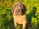2 chiots Cane Corso LOF, 1 mâle et 1 femelle de juillet 2025 à vendre