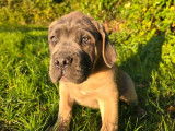 2 chiots Cane Corso LOF, 1 mâle et 1 femelle de juillet 2025 à vendre