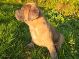 2 chiots Cane Corso LOF, 1 mâle et 1 femelle de juillet 2025 à vendre