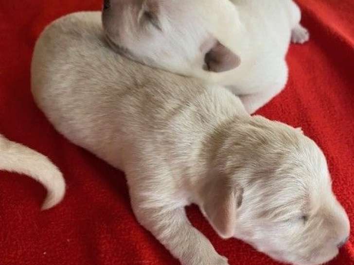 7 chiots Labradors Retrievers LOF de septembre 2025 à réserver