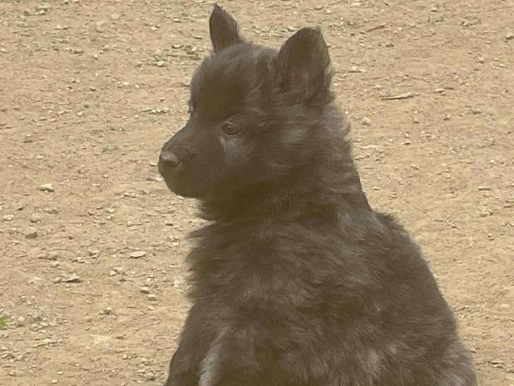 Chiots Berger Hollandais à poil long à vendre