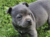 4 chiots Staffordshire Bull Terriers LOF à réserver