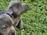4 chiots Staffordshire Bull Terriers LOF à réserver