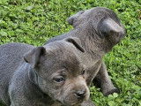 4 chiots Staffordshire Bull Terriers LOF à réserver