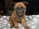1 chiot mâle Berger Belge Malinois LOF lignée travail d'août 2025 à réserver