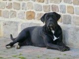 1 chienne Cane Corso LOF de 2023 à vendre