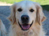 Pour saillie, 1 mâle Golden Retriever LOF de 2021