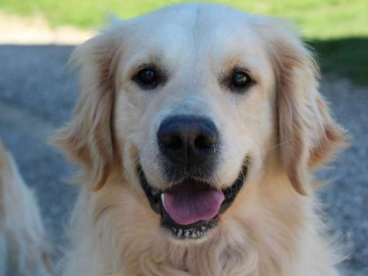 Pour saillie, 1 mâle Golden Retriever LOF de 2021