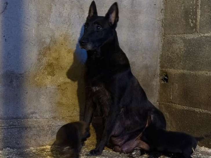 3 chiots Bergers Belges Malinois LOF noirs de septembre 2025 à réserver