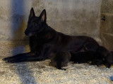 3 chiots Bergers Belges Malinois LOF noirs de septembre 2025 à réserver