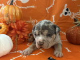 Chiots American Bully pocket à vendre