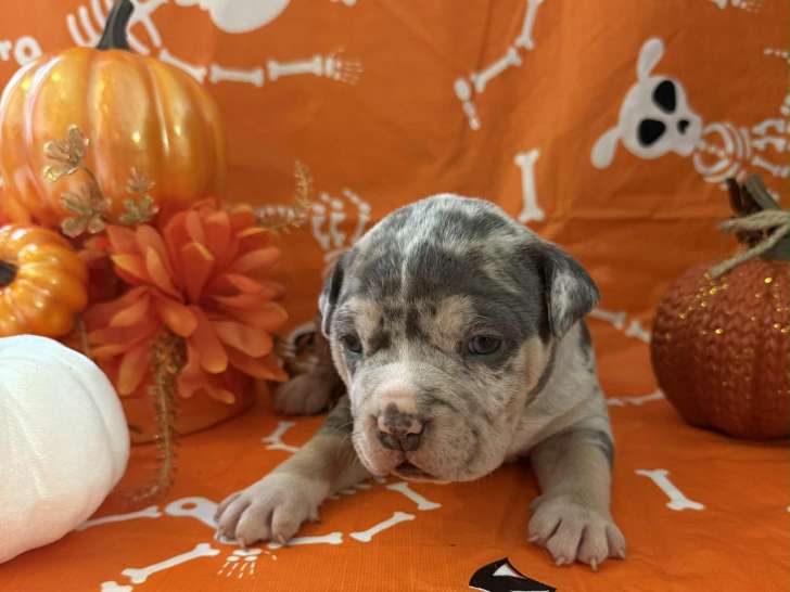 Chiots American Bully pocket à vendre