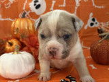 Chiots American Bully pocket à vendre