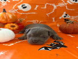 Chiots American Bully pocket à vendre