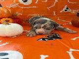 Chiots American Bully pocket à vendre