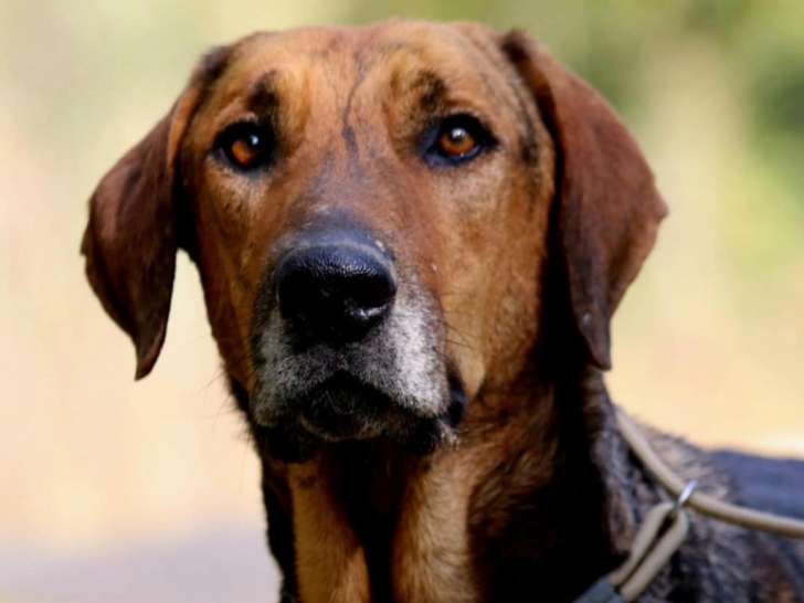 Thor, 6 ans cherche famille d'accueil ou adoption