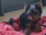 Chiot de type Yorkshire Terrier à vendre