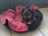 Chiot de type Yorkshire Terrier à vendre
