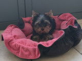 Chiot de type Yorkshire Terrier à vendre