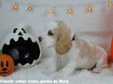 Chiots Beagle bicolores et tricolores LOF à vendre