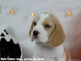 Chiots Beagle bicolores et tricolores LOF à vendre