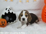 Chiots Beagle bicolores et tricolores LOF à vendre