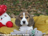 Chiots Beagle bicolores et tricolores LOF à vendre