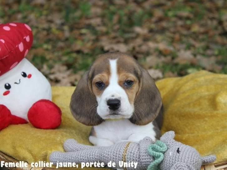 Chiots Beagle bicolores et tricolores LOF à vendre
